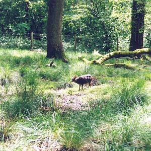 Southern Pudu Enclosure - Marwell 2002