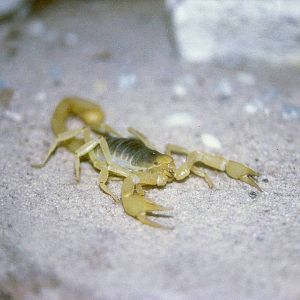 Arizona Scorpion Stratford-upon-Avon Butterfly Farm 31 July 1996