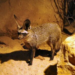 bat eared fox at Prague