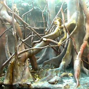 Prague indonesian jungle Pigtailed macaques