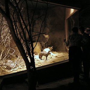 Nocturnal fox enclosure Prague Zoo