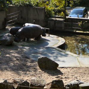 hippo enclosure prague