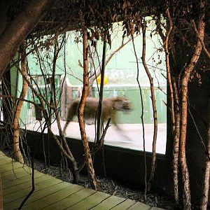 Tiger enclosure inside Prague Zoo