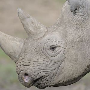 Black Rhino