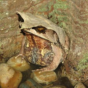 Malayan Horned Frog, Singapore Zoo