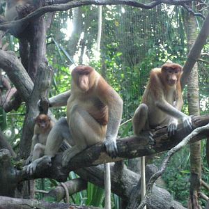 Proboscis family, Singapore Zoo