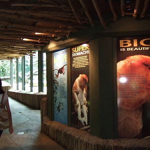 Proboscis Monkey gallery, Singapore Zoo