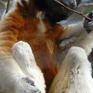 Cotswold Wildlife Park