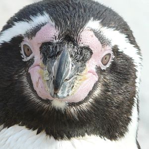 Cotswold Wildlife Park