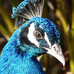 Cotswold Wildlife Park