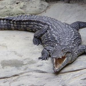 Nile crocodile