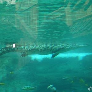 Nile crocodile under water