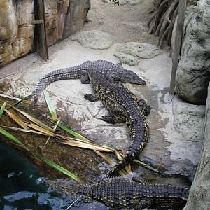 Nile crocodiles gathering