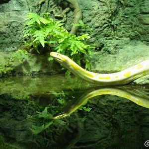 Python molurus (albino)