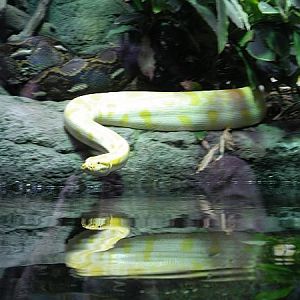 Python molurus (albino)