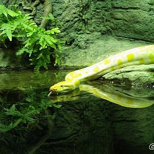 Python molurus (albino)