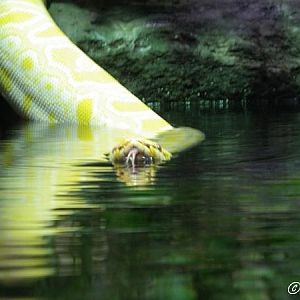 Python molurus (albino)