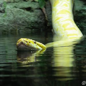 Python molurus (albino)