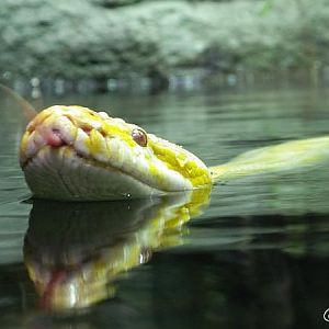 Python molurus (albino)