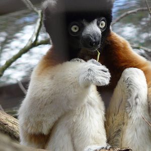 Sifaka: Cotswold Wildlife Park