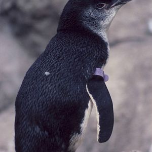 Australian Little Blue Penguin Bristol Zoo 6 August 2005