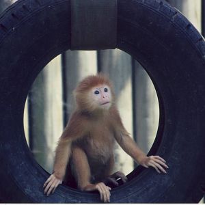 baby Javan Brown Langur Twycross Zoo 6 June 2006