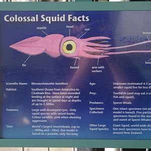 colossal squid signage