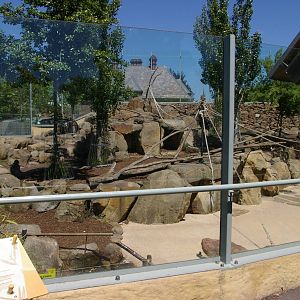 Japanese macaque enclosure