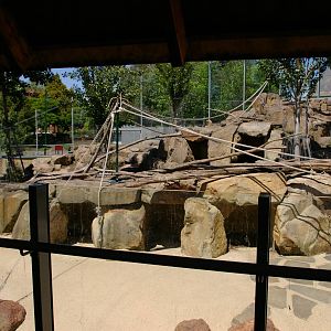 Japanese macaque enclosure