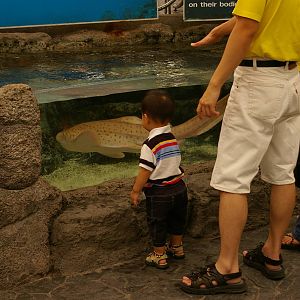 leopard shark, Pattaya Underwater World (Thailand)