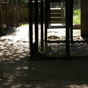 gibbon cage, Angkor Zoo