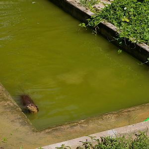 smooth-coated otter
