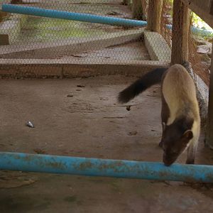 yellow-throated marten