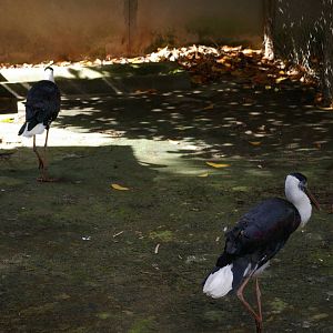 woolly-necked storks, Angkor Zoo
