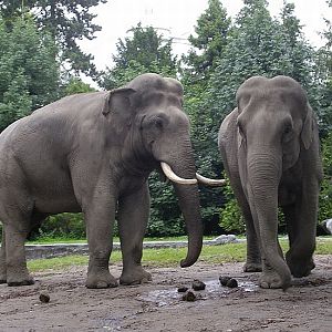 Hussein & Thura 2007