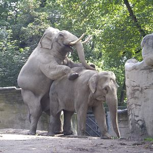 Hussein x Thura 2007