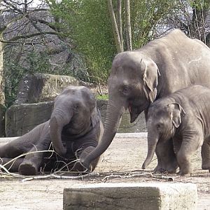 Thai, Kandy, Shila 2008