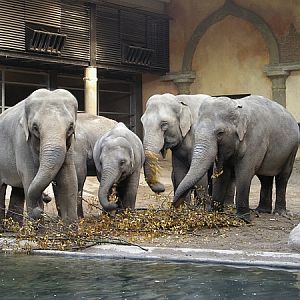Elephantherd Hagenbeck 2007