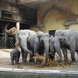 Elephantherd Hagenbeck 2007