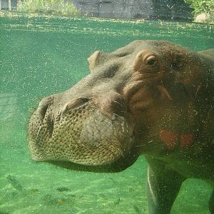 River Hippopotamus - Busch Gardens