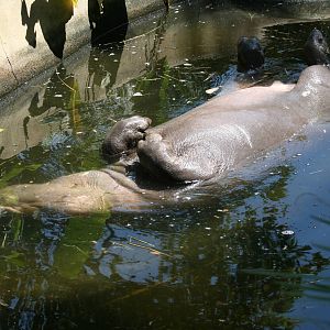 pygmy hippo at taronga 5/3/2008