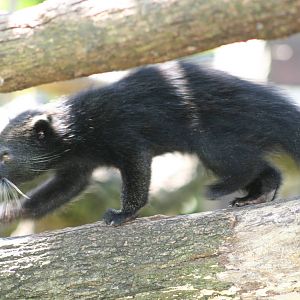 taronga biturong baby 5/3/2008