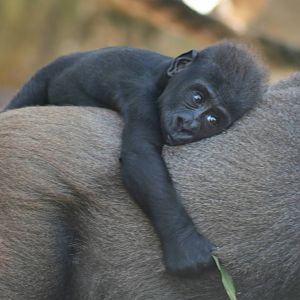 new baby gorilla. taronga 5/3/2008