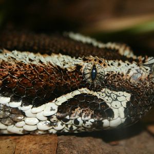 Viper. taronga reptile house 5/3/2005