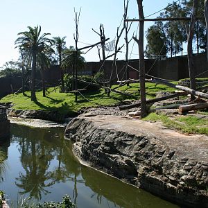 chimps enclosure at Taronga . 5/3/2008