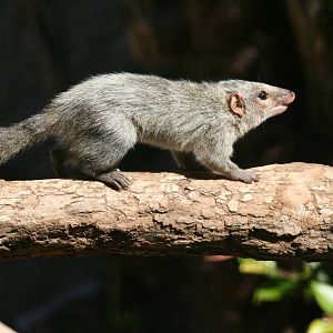 Taronga. tree shrew 5/3/2008
