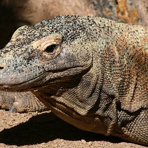 Taronga's Komodo dragon 5/3/2008
