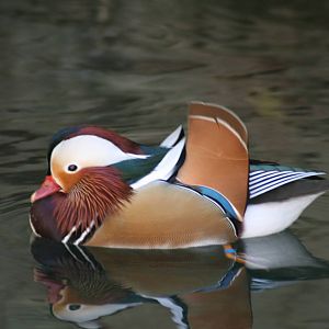 mandarin duck taronga 5/3/2008
