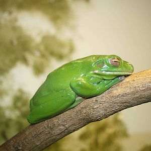 white lipped tree frog. Taronga 5/3/2008