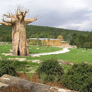 New savanah area - Opel Zoo 2006